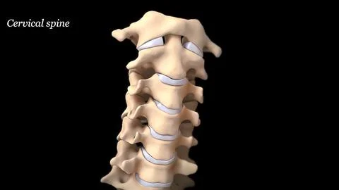 Spinal column on black background Stock Illustration