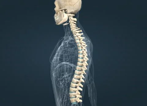 The spinal column extends from the skull to the pelvis and is made up of 33.. Stock Illustration