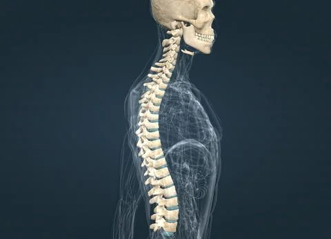 The spinal column extends from the skull to the pelvis and is made up of 33.. Stock Illustration