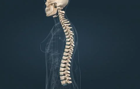 The spinal column extends from the skull to the pelvis and is made up of 33.. Stock Illustration