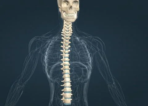 The spinal column extends from the skull to the pelvis and is made up of 33.. Stock Illustration