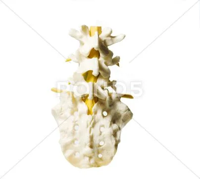 Spinal column Stock Photos