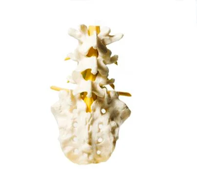 Spinal column Stock Photos