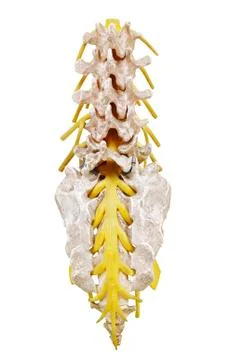 Spinal Column Фото