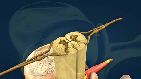 Spinal cord 3D animation Stock Footage 308485618