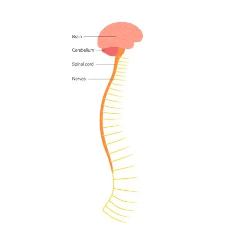 Spinal cord anatomy Illustrazione stock