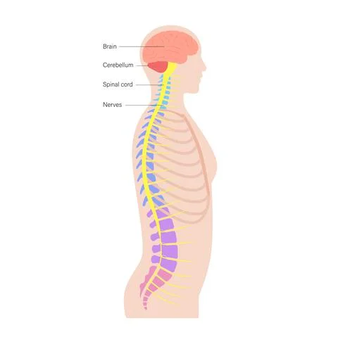Spinal cord anatomy Illustrazione stock