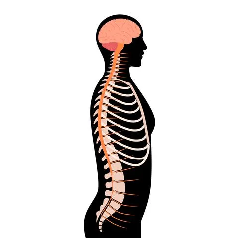 Spinal cord anatomy Illustrazione stock