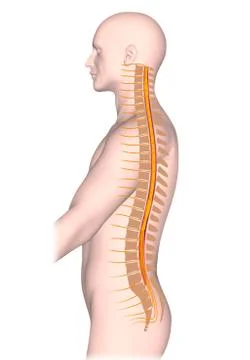 Spinal cord and spinal nerves structure Stock Illustration