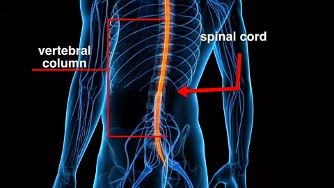 Spinal cord and vertebral column Stock Footage 333203752