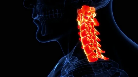 Spinal Cord Cervical Vertebrae of Human Skeleton Anatomy Animation Concept Видео 200867495