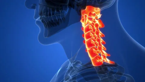 Spinal Cord Cervical Vertebrae of Human Skeleton Anatomy Animation Concept Video stock 200932552
