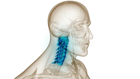 Spinal Cord Cervical Vertebrae of Human Skeleton Anatomy Animation Concept Stock Footage 200932741