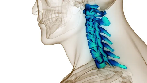 Spinal Cord Cervical Vertebrae of Human Skeleton Anatomy Animation Concept Stock Footage 249433825