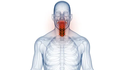 Spinal Cord Cervical Vertebrae of Human Skeleton Anatomy Animation Concept Stock-Footage 250441385