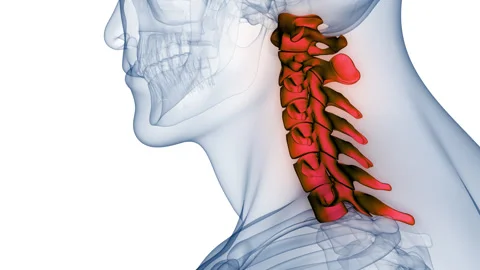 Spinal Cord Cervical Vertebrae of Human Skeleton System Anatomy Animation Stock Footage 266545579