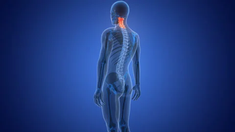 Spinal Cord Cervical Vertebrae of Human Skeleton Anatomy Animation Concept Stock Footage 291390045