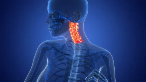 Spinal Cord Cervical Vertebrae of Human Skeleton Anatomy Animation Concept Stock Footage 291394175