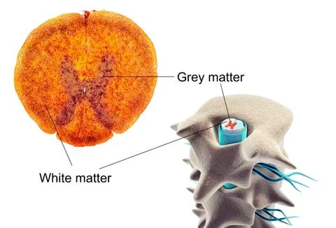 Spinal cord cross-section, illustration Stock Illustration