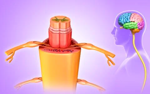 Spinal cord cross-section, illustration Ilustración de archivo