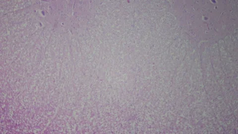 Spinal cord detailed structure under the microscope. Multiple magnification. 400 Stock Footage 265183549