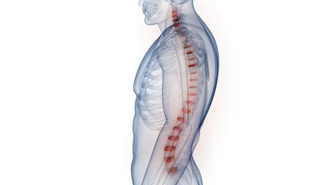 Spinal Cord Discs of Human Skeleton System Anatomy Animation Concept Stock Footage 266545356