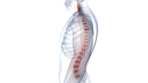 Spinal Cord Discs of Human Skeleton System Anatomy Animation Concept Stock Footage 266627402