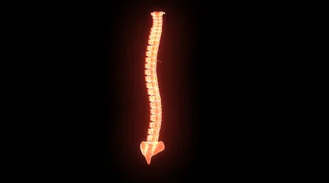 SPINAL CORD Stock Footage