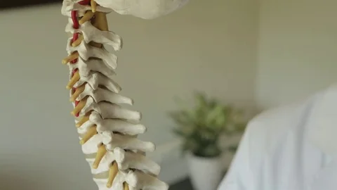 SPINAL CORD Stock Footage 80593594