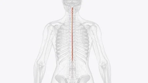 The spinal cord lies inside the spinal column, which is made up of 33 bones.. Stock Photos