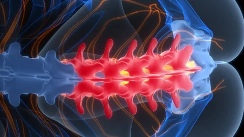 Spinal Cord Lumar Vertebrae of Human Skeleton System Anatomy Animation Concept Stock Footage 307405324