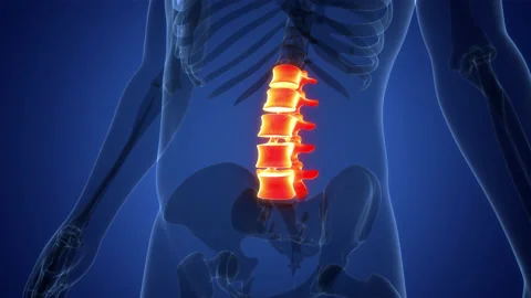 Spinal Cord Lumbar Vertebrae of Human Skeleton Anatomy Animation Concept Vídeos de archivo 200860214