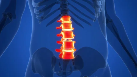 Spinal Cord Lumbar Vertebrae of Human Skeleton Anatomy Animation Concept Stock Footage 200876341