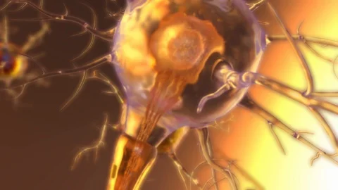 Spinal cord neuron Stock Footage 129551069