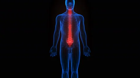 Spinal cord a Part of Human Skeleton Anatomy 库存影片 68980122