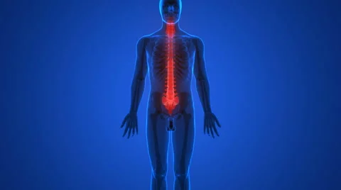 Spinal cord a Part of Human Skeleton Anatomy Видео 68980450