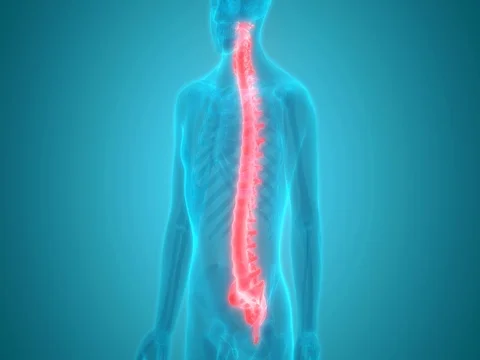 Spinal cord a Part of Human Skeleton Anatomy Vídeo Stock 71942306