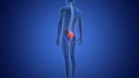 Spinal Cord Sacrum of Human Skeleton System Anatomy Animation Concept Stock Footage 291390354