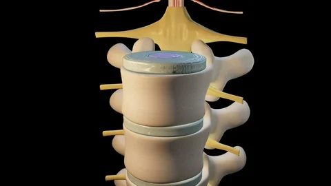 Spinal Cord Section Stock Footage 121993356