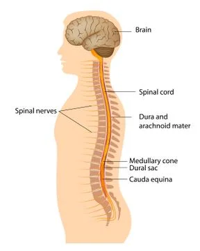 Spinal cord structure Stock Illustration