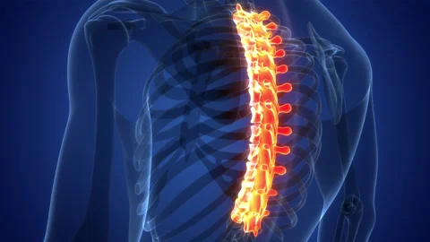 Spinal Cord Thoracic Vertebrae of Human Skeleton Anatomy Animation Concept Video stock 200860216