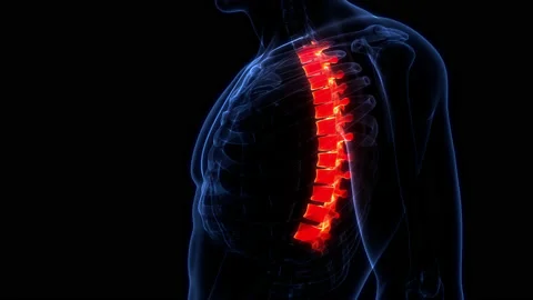 Spinal Cord Thoracic Vertebrae of Human Skeleton Anatomy Animation Concept Stock-Footage 200867541