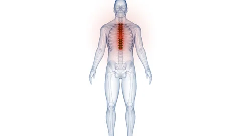 Spinal Cord Thoracic Vertebrae of Human Skeleton Anatomy Animation Concept Video stock 250441602