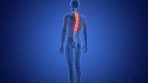 Spinal Cord Thoracic Vertebrae of Human Skeleton Anatomy Animation Concept Stock Footage 291390027