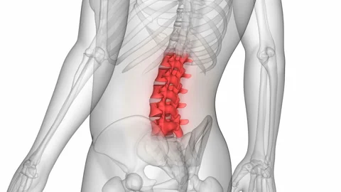 Spinal Cord Vertebral Column Cervical Vertebrae of Human Skeleton System Anatomy Stock-Footage 139688834