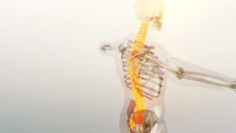 Spinal Cord Vertebral Column Cervical Vertebrae of Human Skeleton System Anatomy Stock Footage 170941249