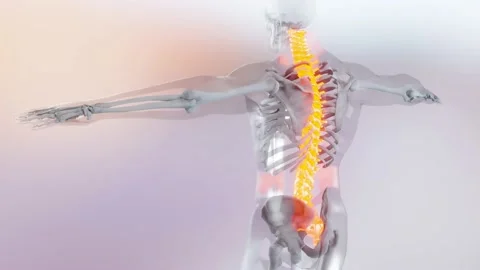 Spinal Cord Vertebral Column Cervical Vertebrae of Human Skeleton System Anatomy Stock Footage 171011430