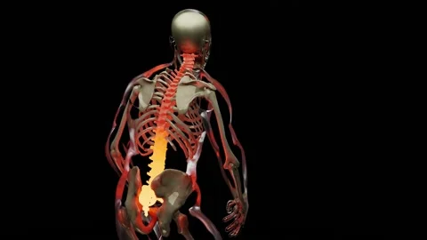 Spinal Cord Vertebral Column Cervical Vertebrae of Human, snatch Stock Footage 223296618