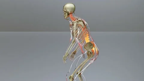 Spinal Cord Vertebral Column Cervical Vertebrae of Human, snatch Stock Footage 223519483