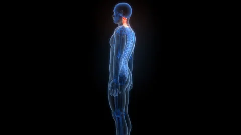 Spinal Cord Vertebral Column Cervical Vertebrae of Human Skeleton System Anatomy Video stock 303625238
